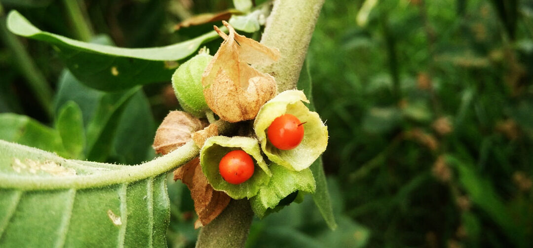 Ashwagandha – die Königin des Ayurveda