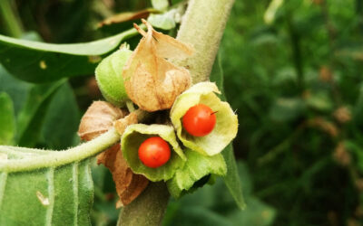 Ashwagandha – die Königin des Ayurveda