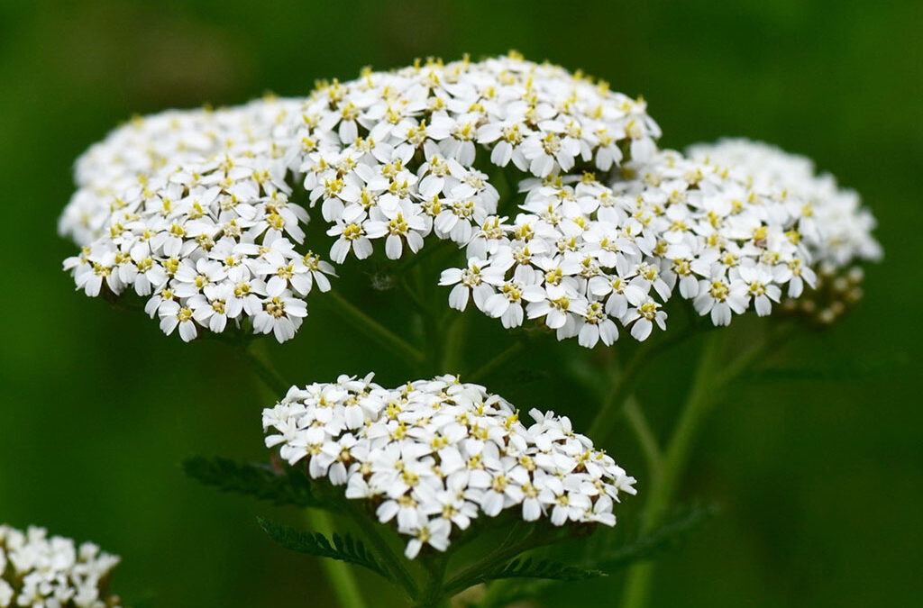 Die Schafgarbe – Alleskönnerin unter den Heilpflanzen