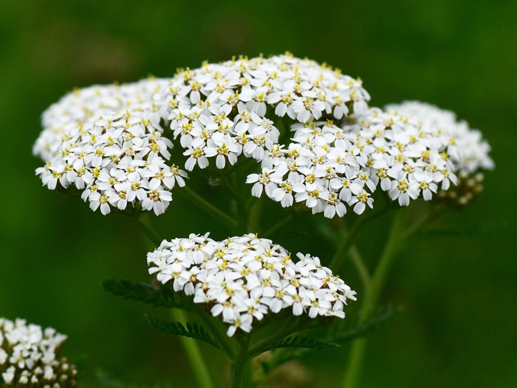 Die Schafgarbe – Alleskönnerin unter den Heilpflanzen