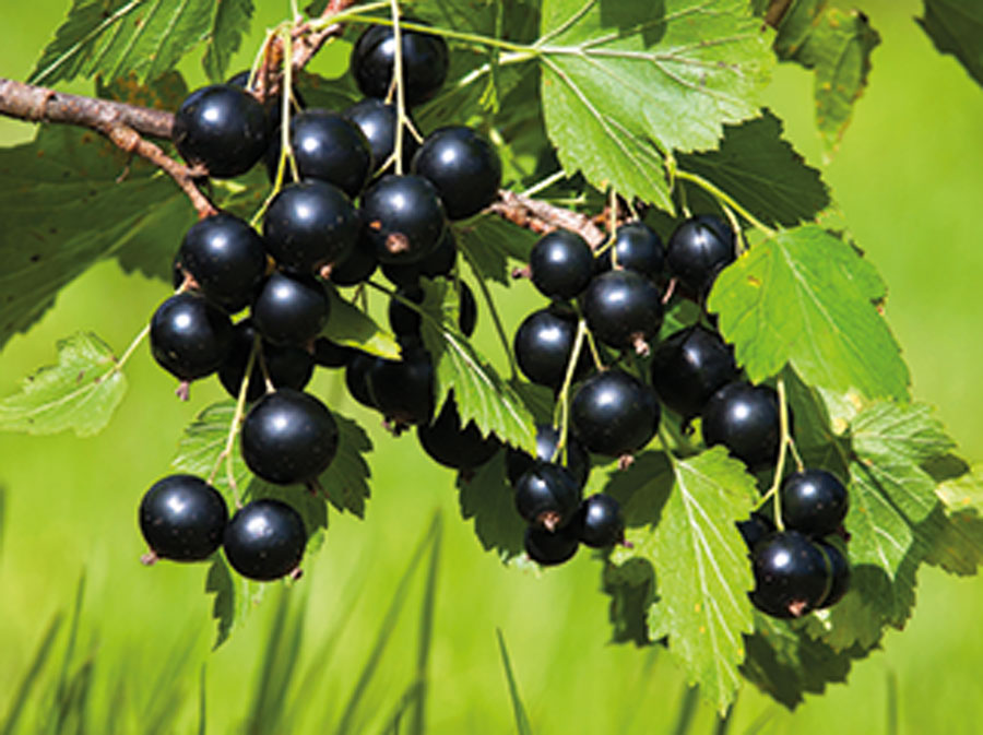 Die Schwarze Johannisbeere